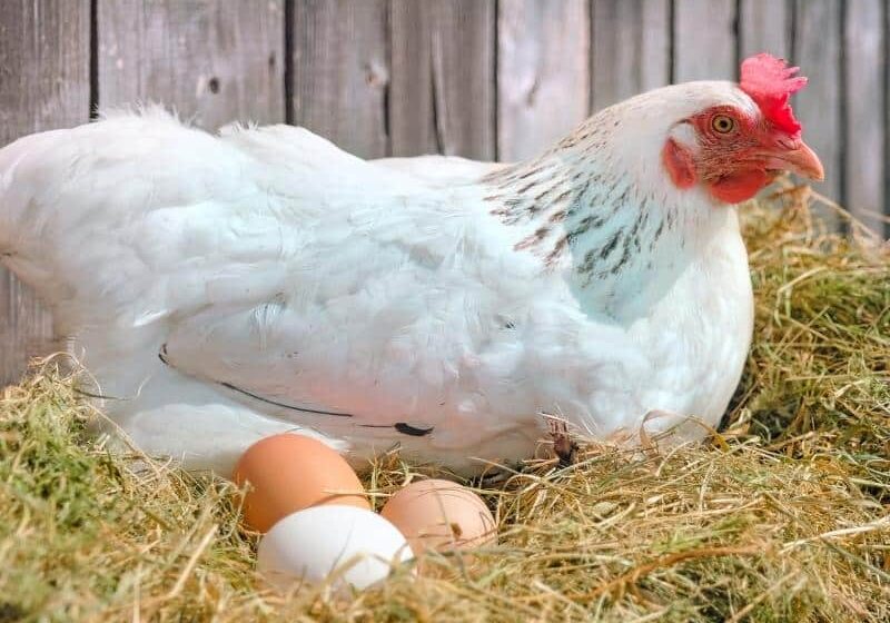 best-egg-laying-chickens